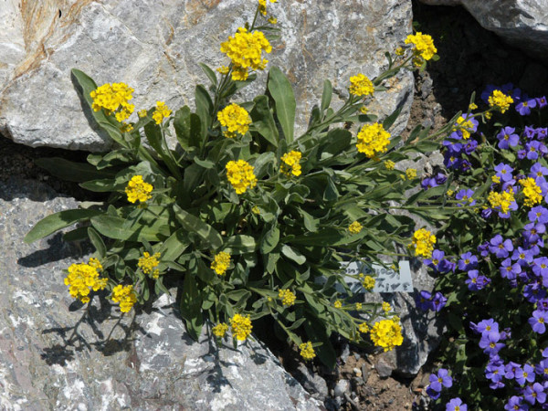 Aurinia saxatile &#039;Goldkugel&#039;, Steinkraut, Steinkresse, Felsensteinkraut