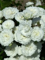 Rose Alba Meidiland ® - Meilland