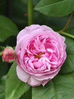 Rose Louise Odier ® - Margottin