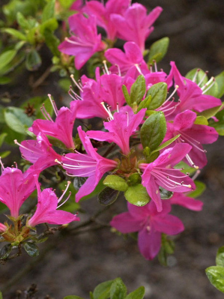 Rhododendron obtusum 'Kermesina', wintergrüne japanische Gartenazalee