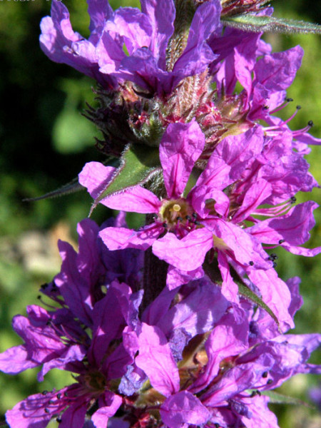 Lythrum salicaria (M), Blutweiderich