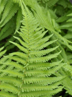 Dryopteris filix-mas, Wurmfarn