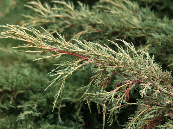 Die Nadeln des Wacholders 'Pfitzeriana Aurea'