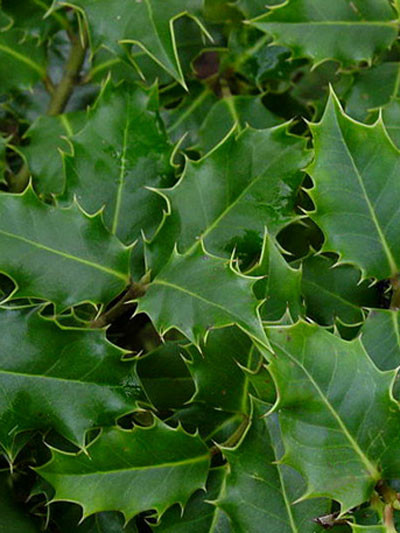 immergrünes Blatt der gemeinen Stechpalme