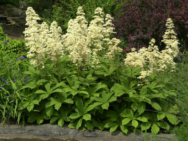 Rodgersia aesculifolia, Kastanienblättriges Schaublatt