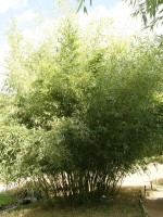 Phyllostachys bissetii, Bisset-Bambus