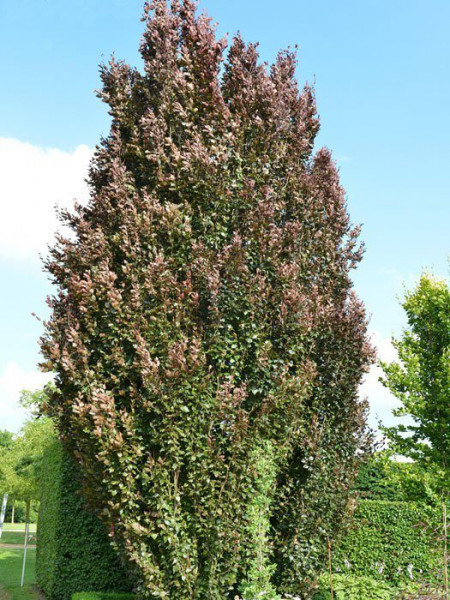 Fagus sylvatica &#039;Rohan Obelisk&#039;, Rote Säulenbuche