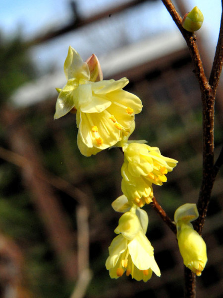 Gelbe Blüte der niedrigen Scheinhasel