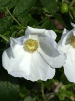 Rosa rugosa alba, weisse Kartoffelrose