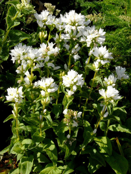 Campanula glomerata &#039;Alba&#039;, Knäuelglockenblume, Gartenglockenblume