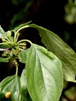 Rhamnus catharticus, Kreuzdorn