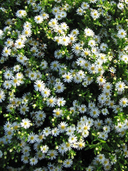 Aster novi-belgii &#039;Schneeberg&#039;, Glattblatt-Aster