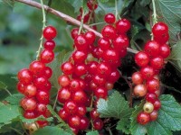 Johannisbeere 'Heinemanns rote Spätlese'