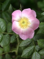 Rosa rubiginosa, Weinrose