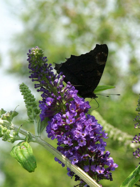 Blüte des Sommerflieders 'Empire Blue' mit Schmetterling