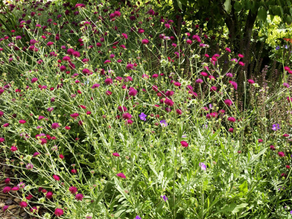 Knautia macedonica, Witwenblume, Knautie