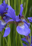 iris-caesars-brother56d97eeb0e985