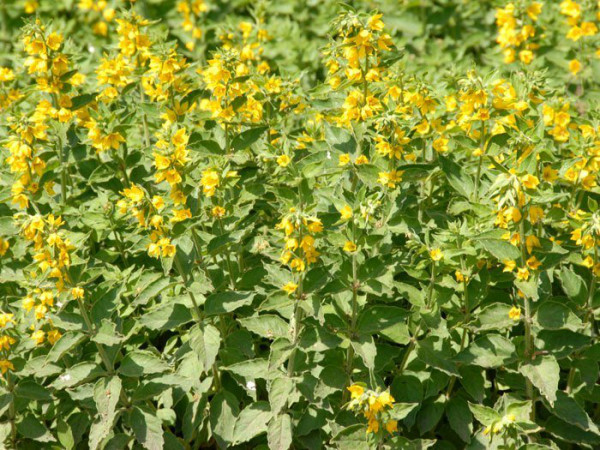 Lysimachia punctata (M), Goldfelberich