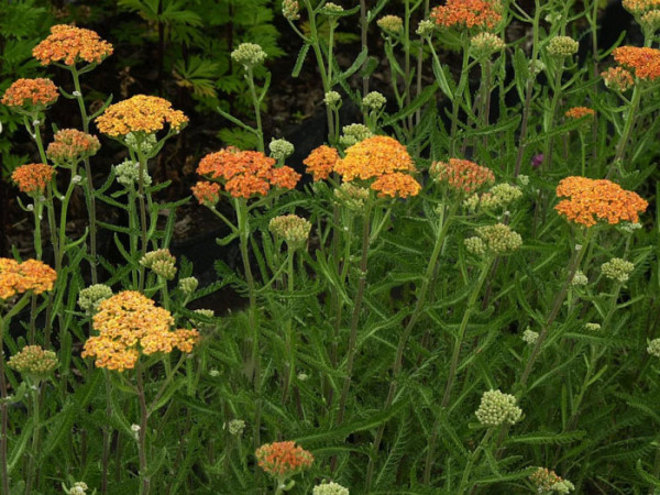 Achillea millefolium &#039;Terracotta&#039; (M), Schafgarbe