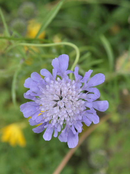 Scabiosa columbaria &#039;Butterfly Blue&#039;, Taubenskabiose