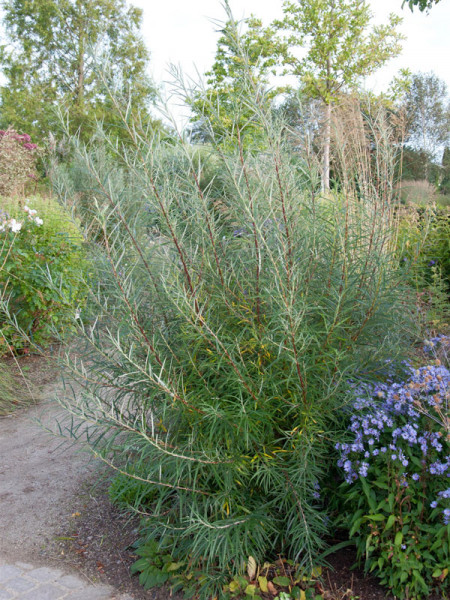 Salix rosmarinifolia, Rosmarinweide