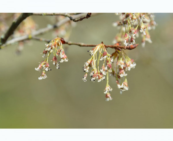 Ulmus laevis, Flatterulme