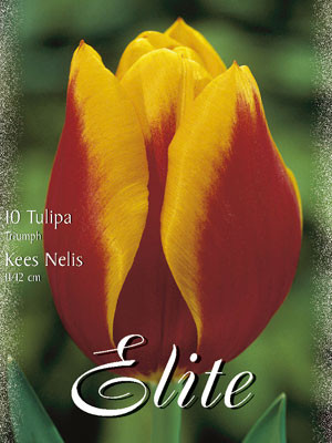 Triumph-Tulpe &#039;Kees Nelis&#039; (Art.Nr. 595232)