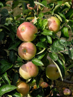 Apfel Ontario