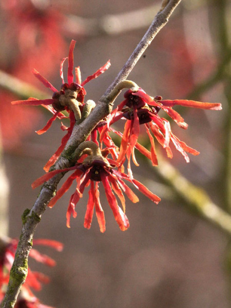 Blüte der Zaubernuss 'Diane'