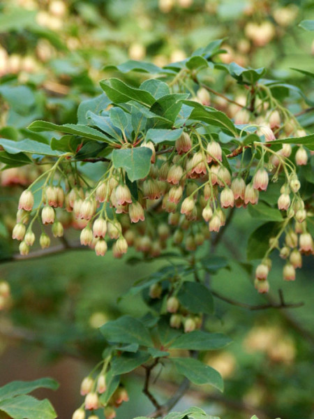 Blüte der Prachtglocke