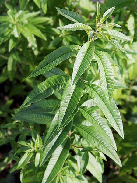 Zitronenverbene, Zitronenstrauch, Lippia zitriodora