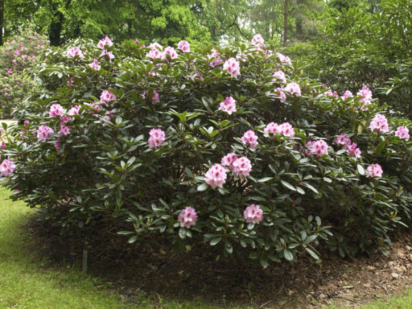 Rhododendron &#039;Diadem&#039;