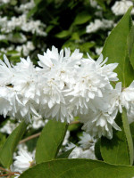 Deutzia magnifica, Hoher Maiblumenstrauch