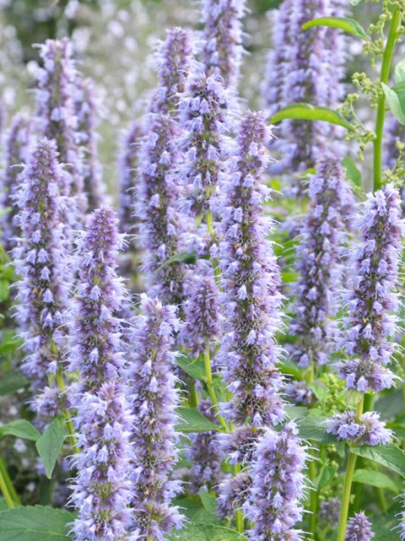 Agastache rugosa &#039;Blue Fortune&#039; (M), asiatische Duft-Nessel &#039;Blue Fortune&#039;