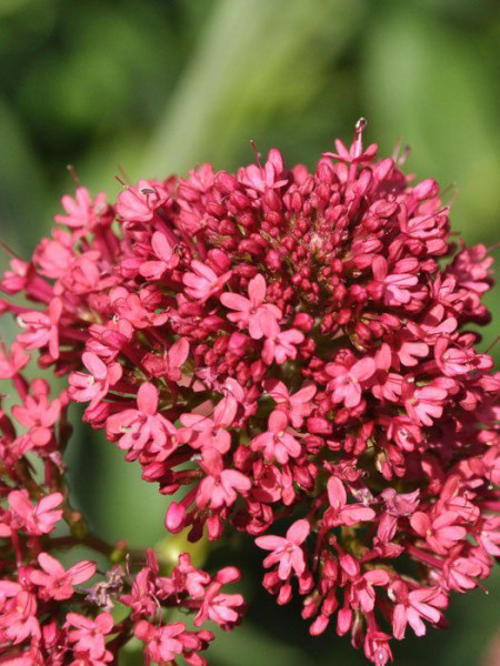 Centranthus ruber &#039;Coccineus&#039;, Spornblume