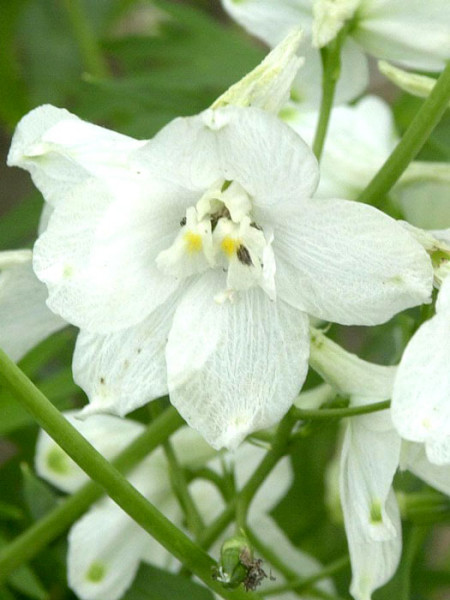 Delphinium belladonna &#039;Moerheimii&#039;, Verzweigter Gartenrittersporn