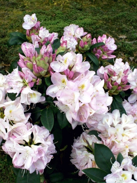 Rhododendron &#039;Gomer Waterer&#039;
