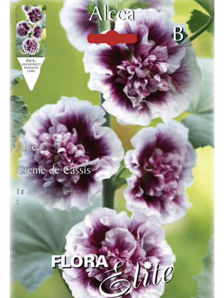 Stockrose &#039;Creme de Cassis&#039;, Alcea (Art.Nr. 520718)