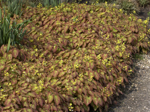 Die Frohnleiten-Elfenblume im Herbst