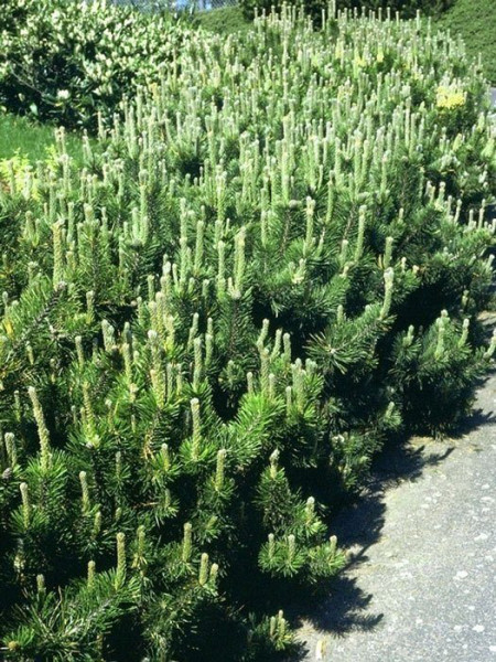 Hecke mit der Bergkiefer an einem Wegrand