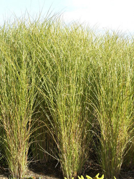 Miscanthus Sinensis Gracillimus