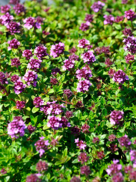 Thymus serpyllum &#039;Magic Carpet&#039;, Sandthymian, Teppich-Thymian