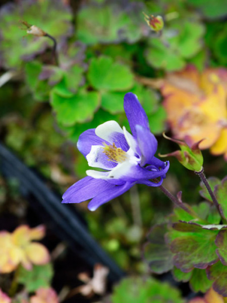 Aquilegia caerulea &#039;Blue Star&#039;, Blaue, nordamerikanische Akelei