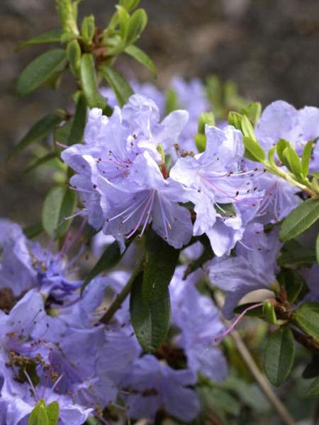 Rhododendron impeditum &#039;Blue Tit&#039;