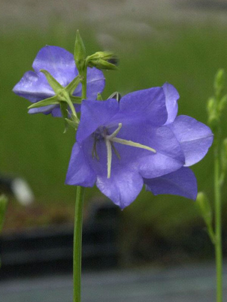 Campanula persicifolia &#039;Grandiflora Caerulea&#039;, Pfirsichblättrige Glockenblume