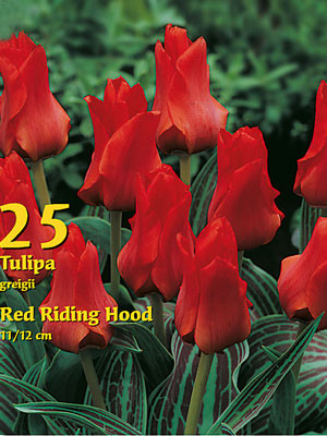 Tulpen greigii "Rotkäppchen" (Art.Nr. 5978100)