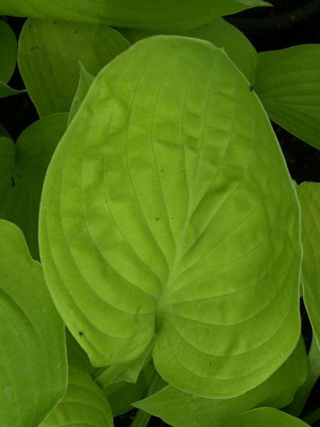 Hosta sieboldiana &#039;August Moon&#039;, Goldblatt-Funkie, Herzblatt-Lilie