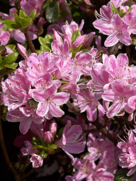 Rhododendron obtusum &#039;Kermesina Rose&#039;, wintergrüne japanische Gartenazalee