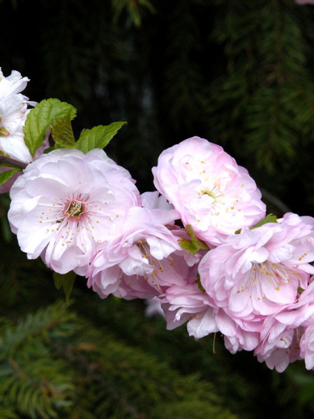 Prunus triloba, Mandelbäumchen