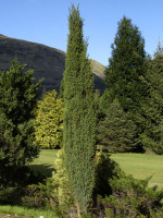 Juniperus communis 'Hibernica', Irischer Säulenwacholder